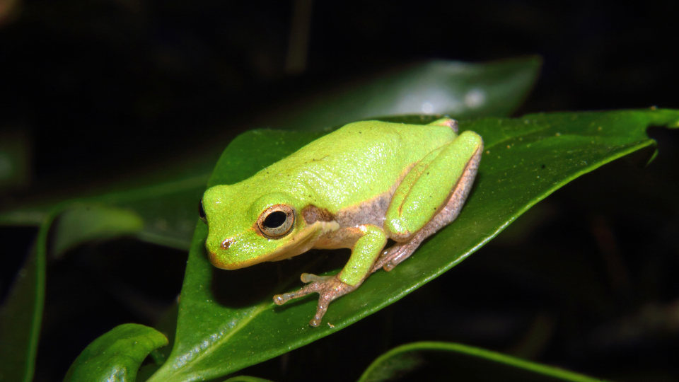 Green Tree Frog