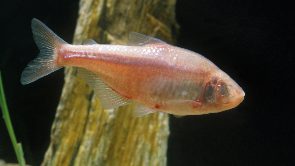 Mexican Cave Fish