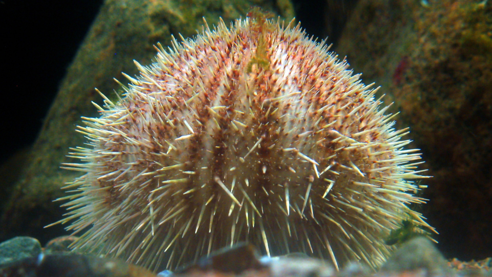 Variegated Urchin